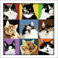 Kim Curinga: 9 Cats