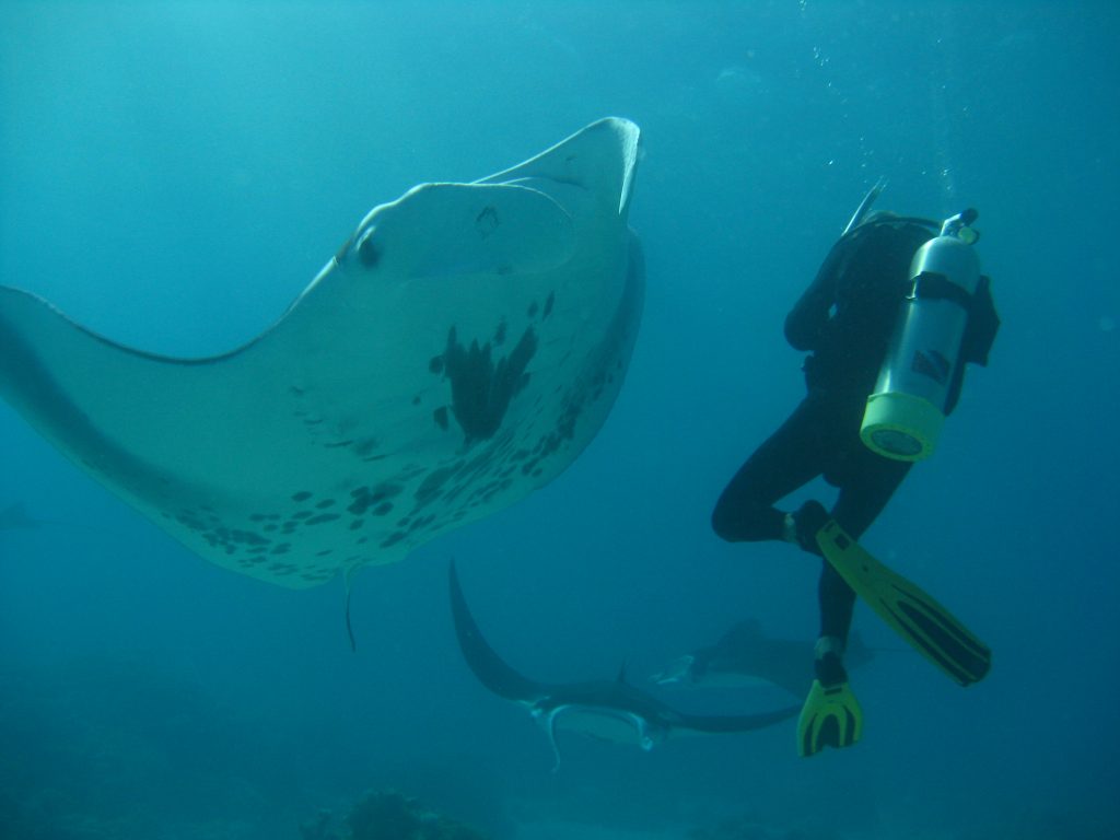 Rich in 2011 with manta rays at Suwarrow, a coral atoll in the Cook Islands.